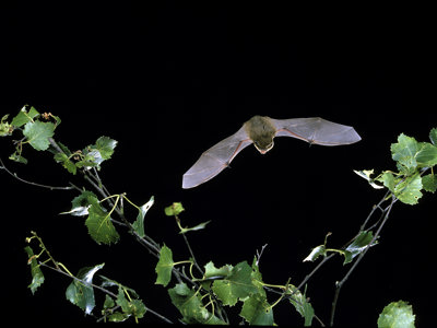 Common Pipstrelle 2 Credit Hugh Clark
