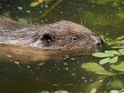Beaver Swim1