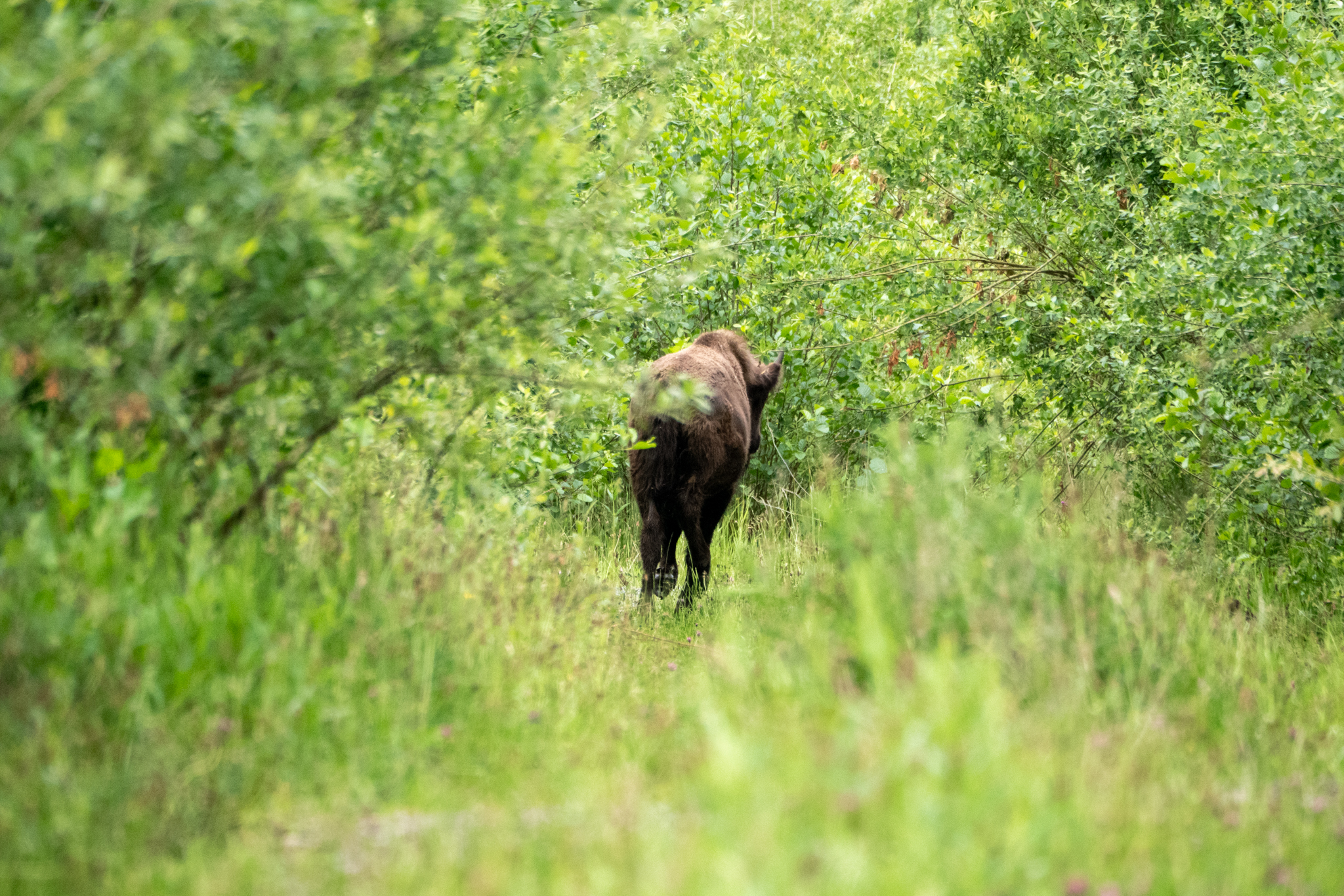 CASTLETOWN BISON CREDIT HARDING LEE MEDIA WILDWOOD TRUST 2