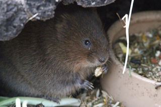 Watervole2 2500X1500