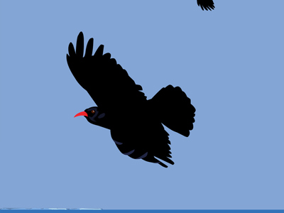 Chough Flying