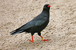 2024.03.14 Chough.1