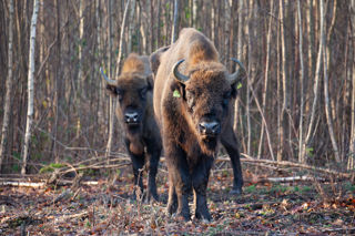 Bison Bonding 1 (Bull & F1 ) Dec2022 (Donovan Wright)