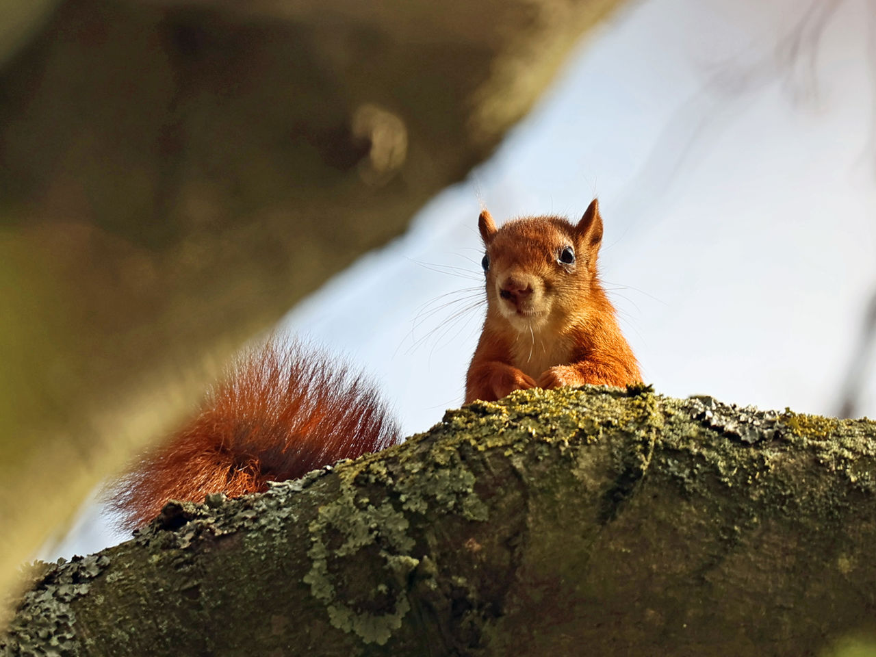 Red Squirrel Awareness Week